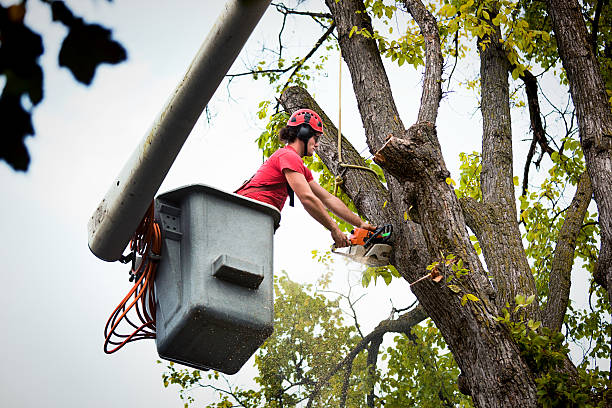 How Our Tree Care Process Works  in  Lyndon, KS